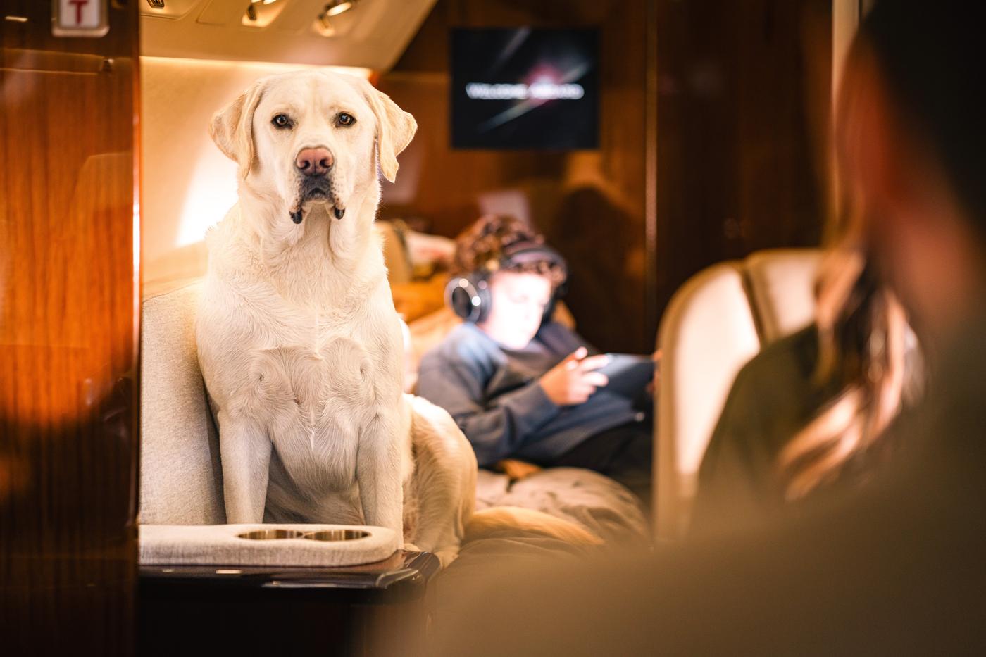 A yellow Labrador sitting in a jet cabin while a child relaxes with headphones